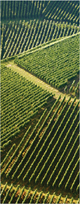Aerial view of vineyard rows representing patterns of growth